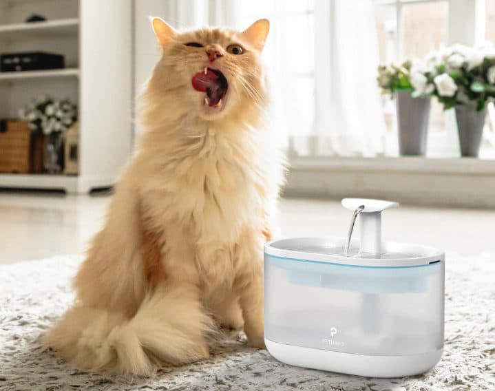 Petlibro Automatic Pet Water Fountain Review | Siamese Of Day