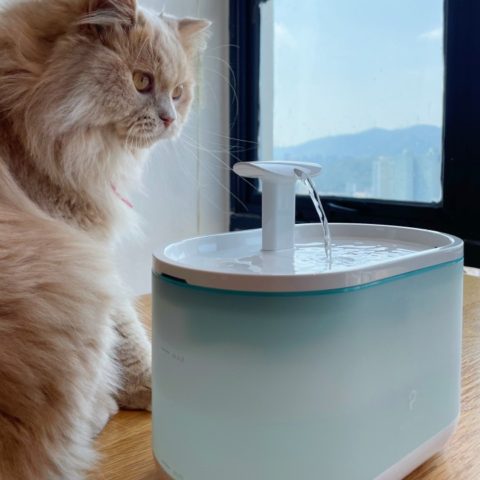 Petlibro Automatic Pet Water Fountain Review | Siamese Of Day