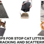 Tips for Stop Cat Litter Tracking and Scattering