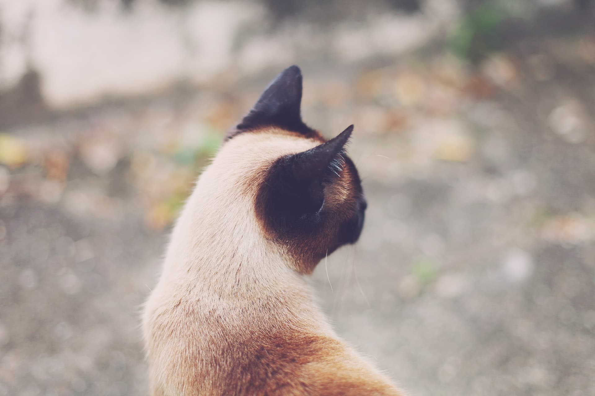 Siamese Cat Outside