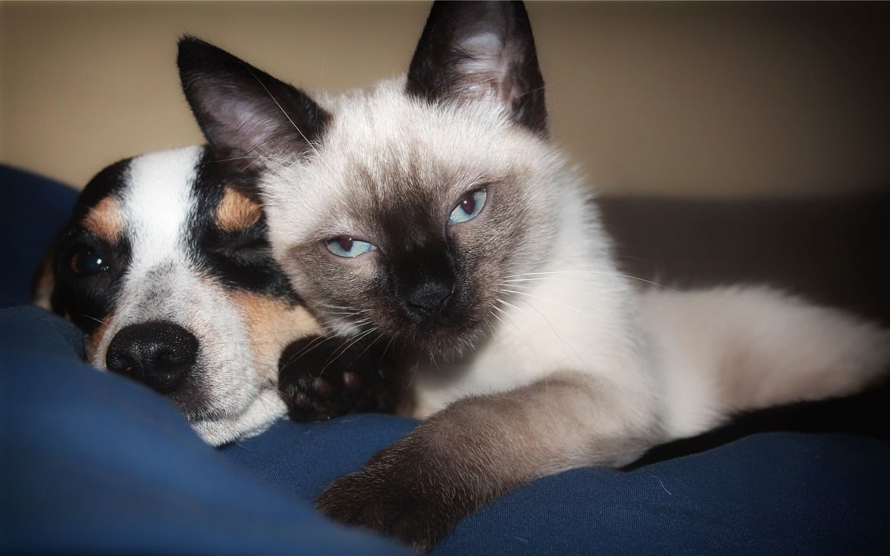 are siamese cats good with dogs