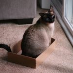 Cat Pregnancy: Basic Info You Need to Know!