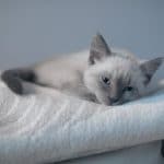 How to Treat Common Siamese Cat Skin Problems
