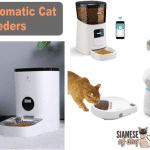 Best Automatic Cat Feeders of 2022