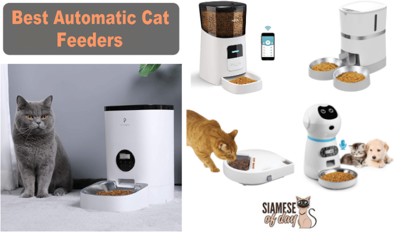 Best Automatic Cat Feeders