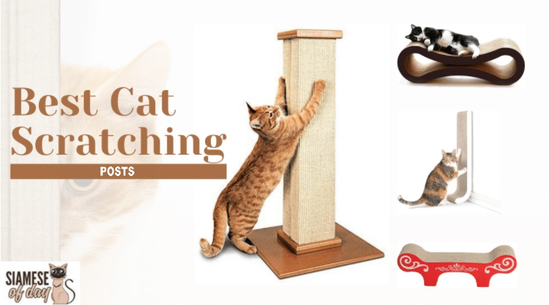 Best Cat Scratching Posts