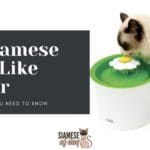 Do Siamese Cats Like Water: Everything you Need to Know