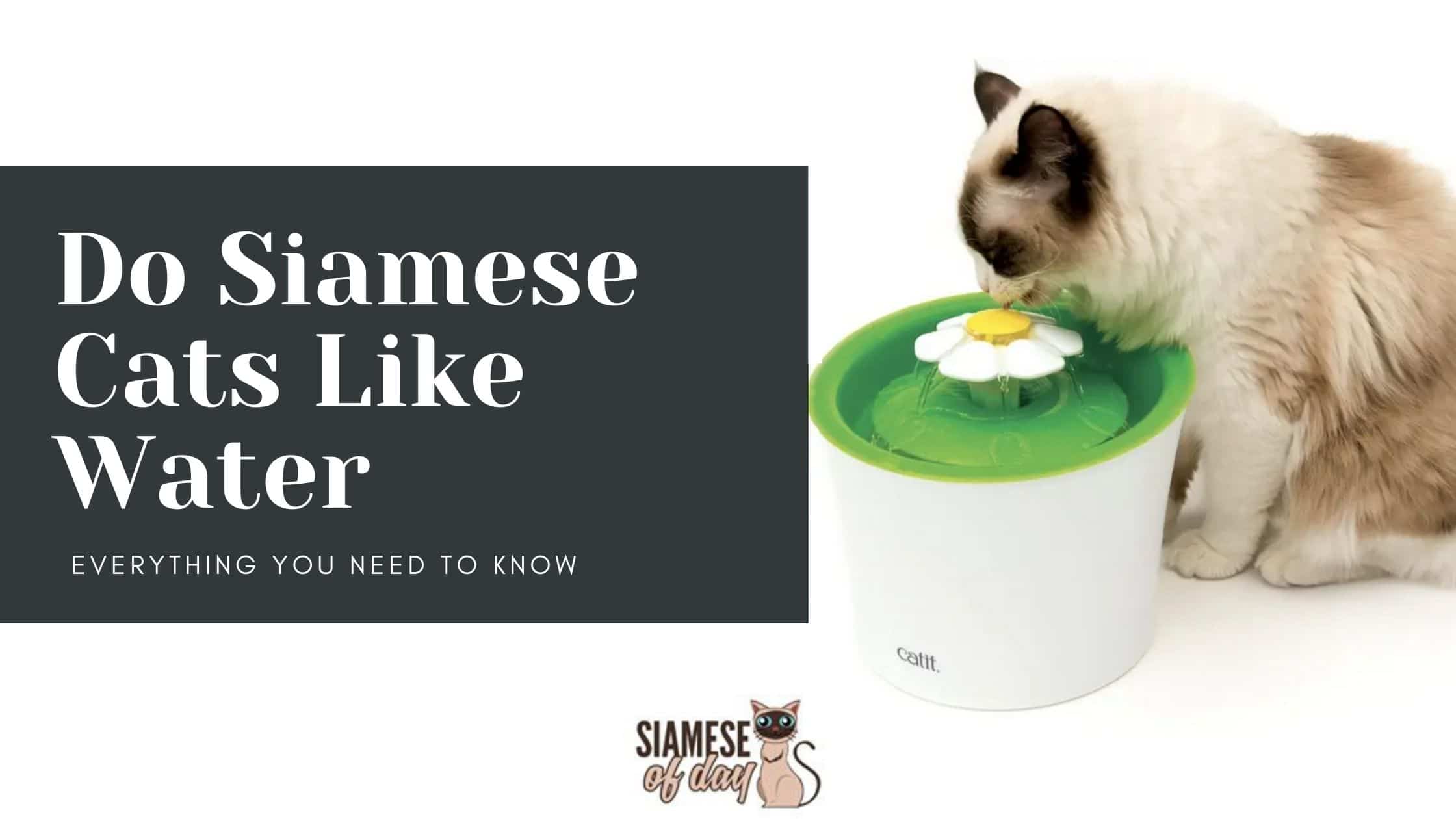 Do Siamese Cats Like Water