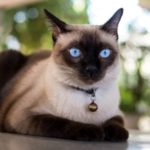 How To Tell If Your Cat Is Part Siamese?