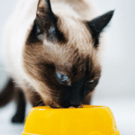 Reasons Your Siamese Cat Is Always Hungry