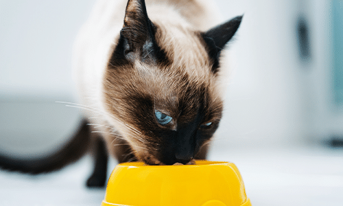 Siamese Cat Is Always Hungry