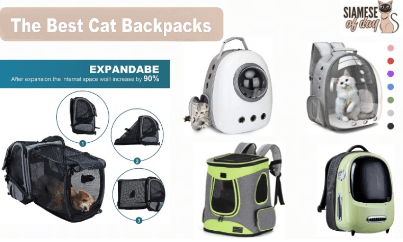 The Best Cat Backpacks