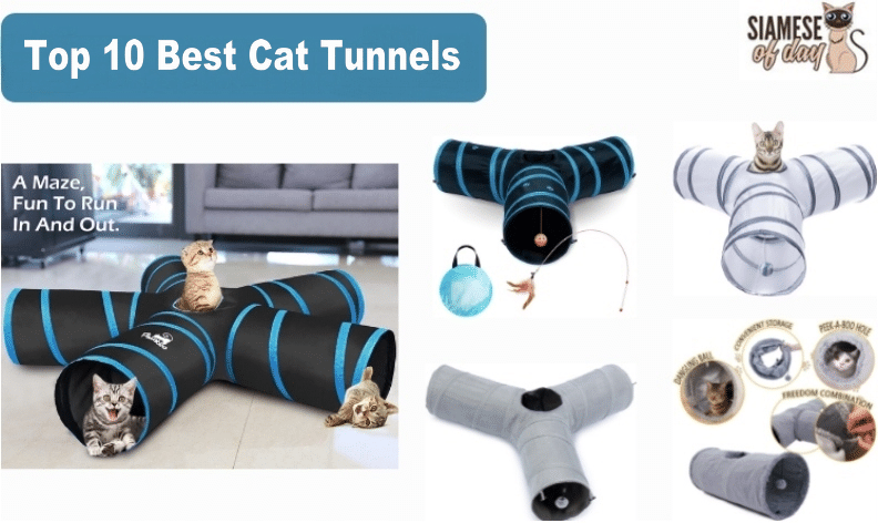Top 10 Best Cat Tunnels