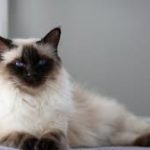 Difference Between Siamese And Balinese Cats