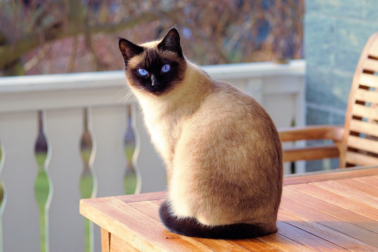 Siamese Eye Problems in Cats