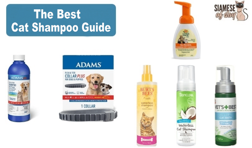 The Best Cat Shampoo Guide