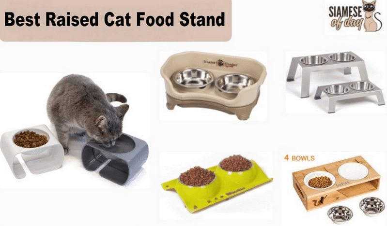 The Best Raised Cat Food Stand