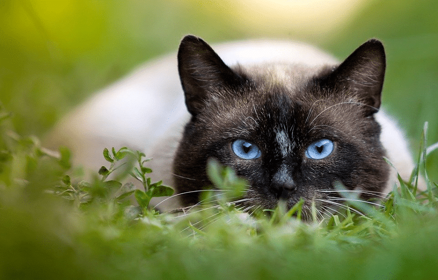 Applehead Siamese cat