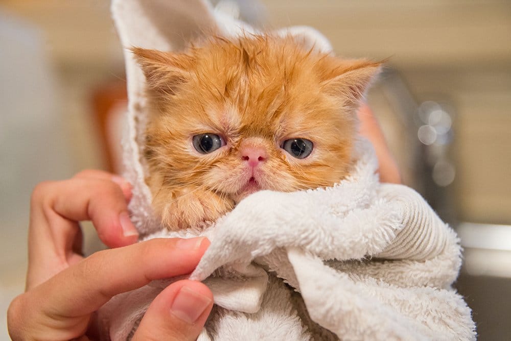 Be Careful While Bathing Your Kitty