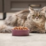 Best wet cat food for indoor cats (to Keep Cat Hydrated)