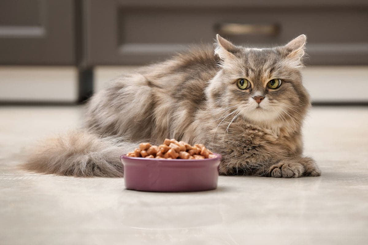 Best wet cat food for indoor cats