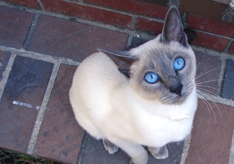 Blue Point Siamese