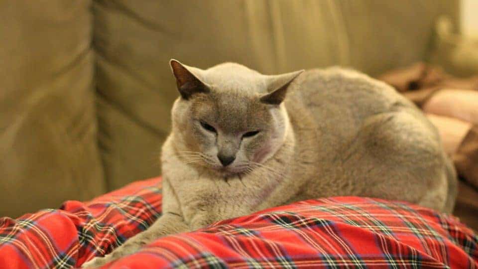 Burmese cat is peaceful