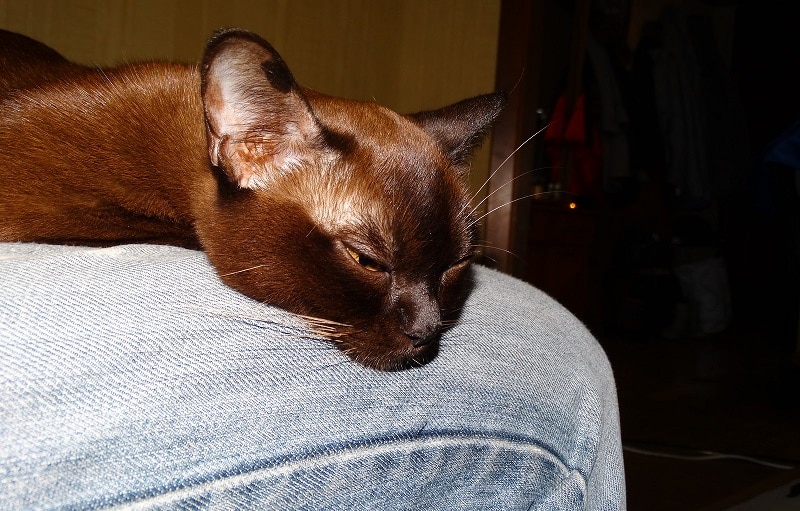 Burmese cats are social