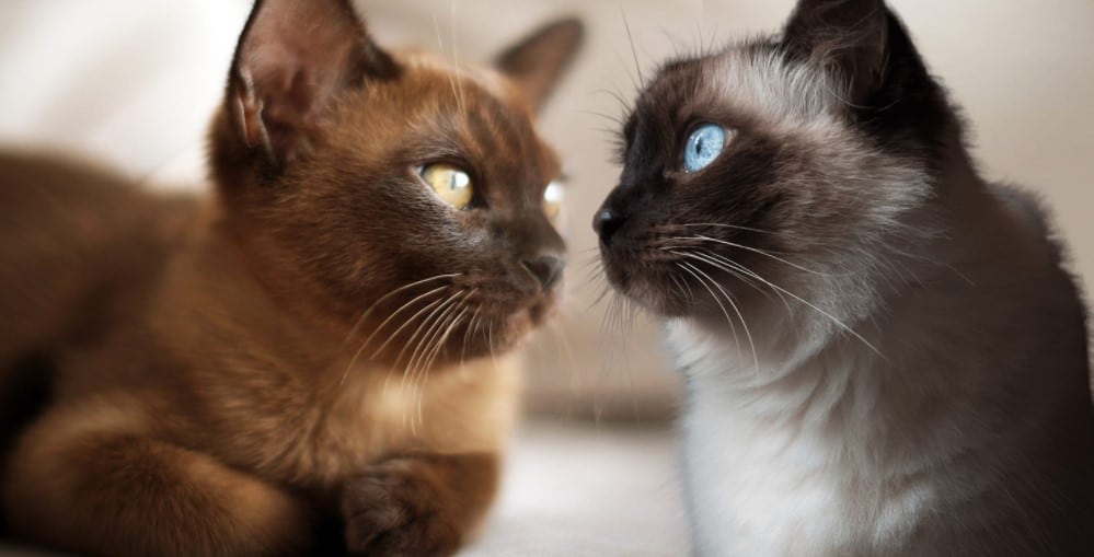 Burmese vs. Siamese Cat