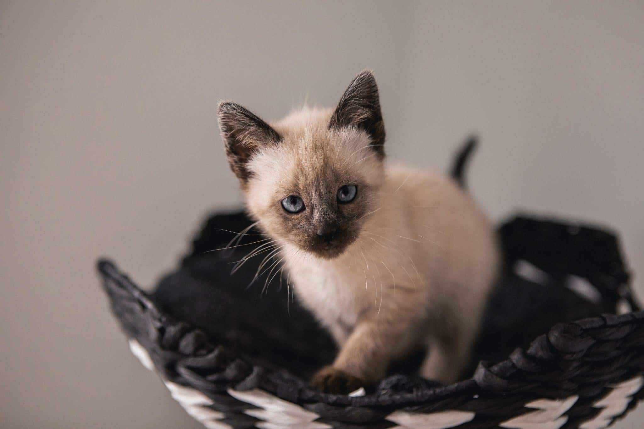 Buying a Siamese kitten