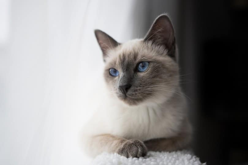 Classic Siamese