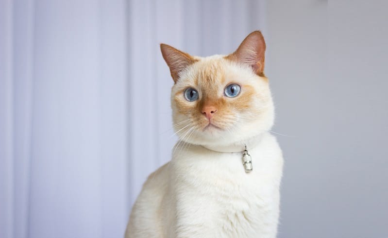 Cream Point Siamese