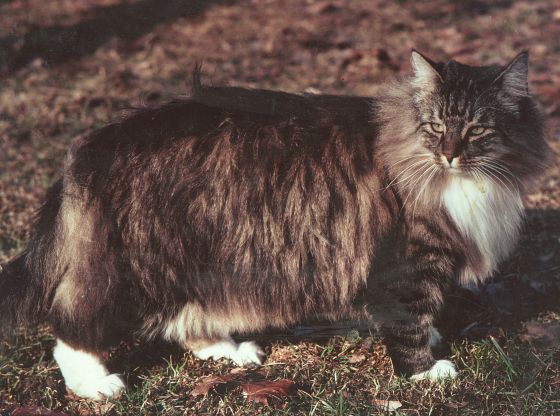 History of the Norwegian Forest Cat