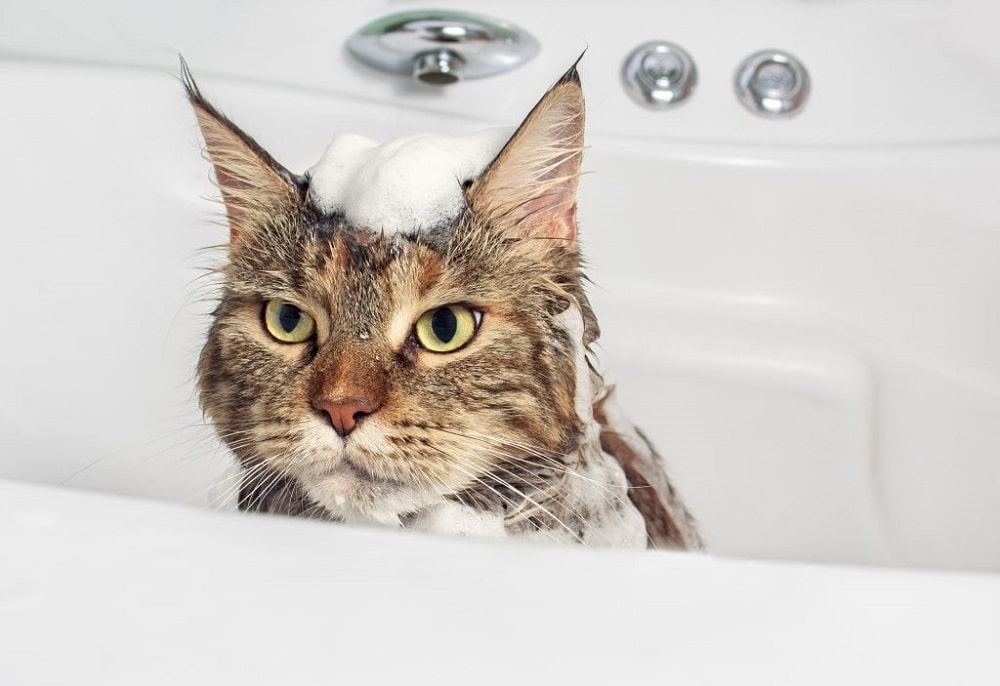 how do you give a cat a bath that hates water