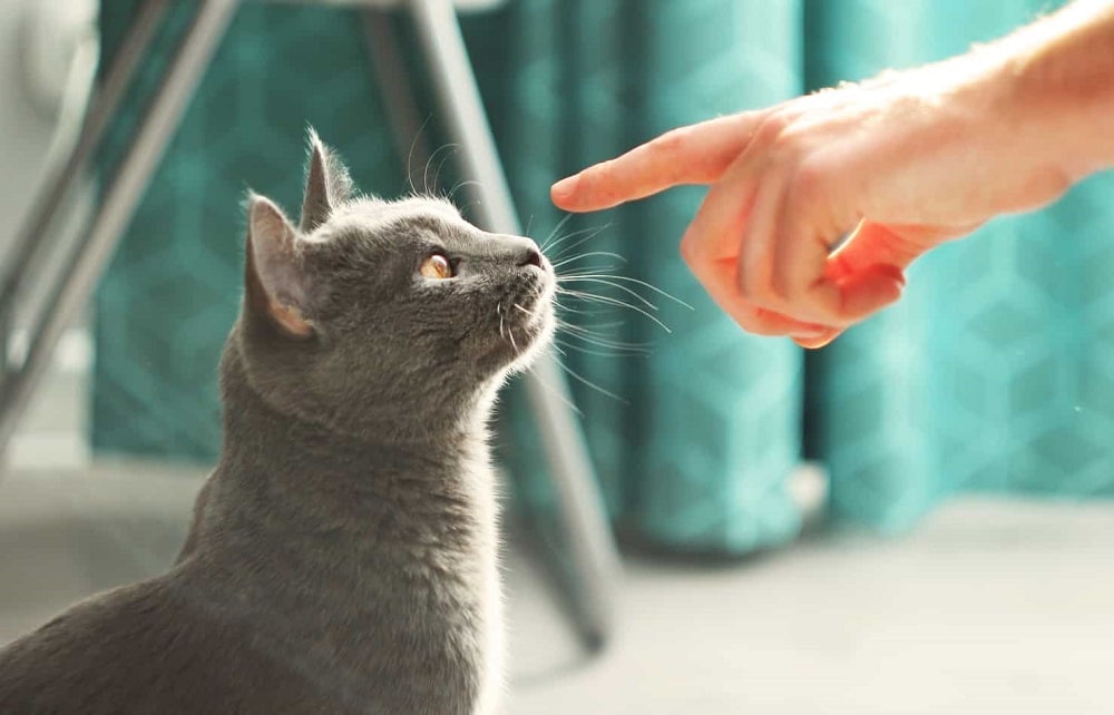 Intelligence russian blue cat