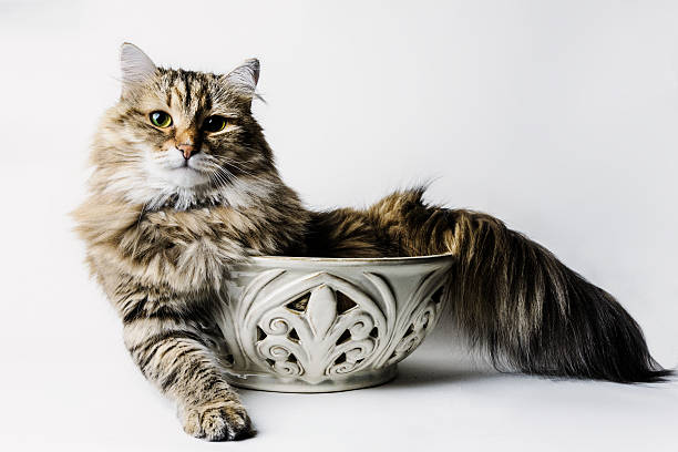 Interesting facts about Siberian forest cat