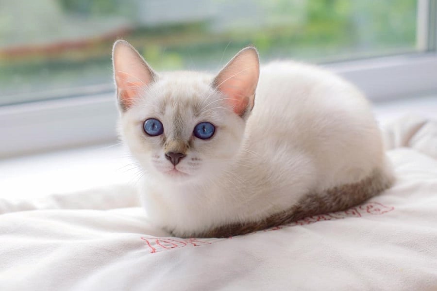 Lilac Point Siamese