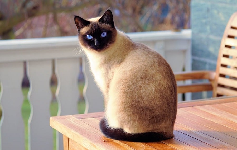 Modern Siamese breeds