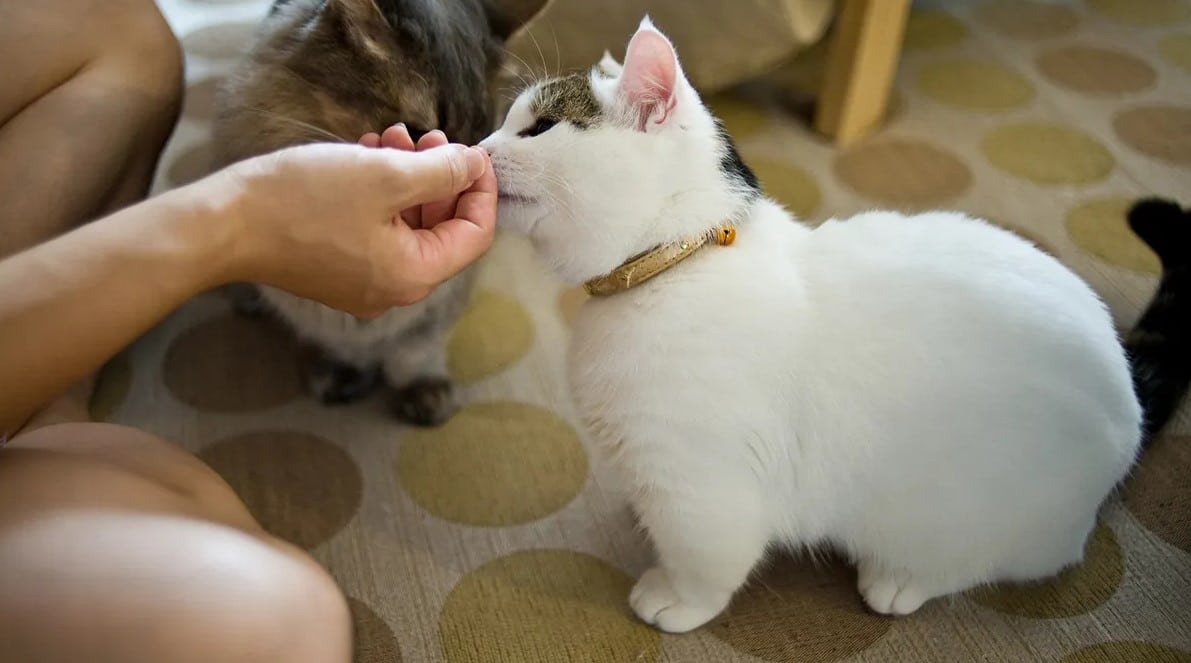 Munchkin Cat Care and Grooming