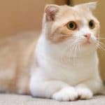Munchkin Cat Breed Information, History, Characteristics & Facts