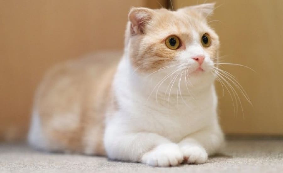 Munchkin Cat Breed Information, History, Characteristics & Facts ...