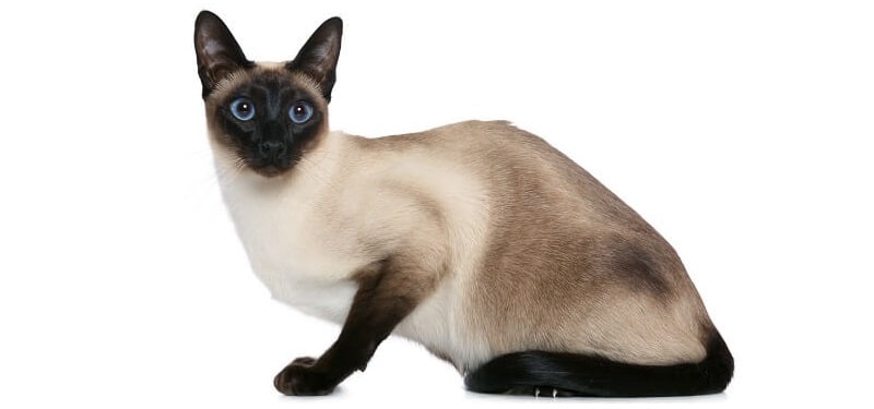 Old-style Siamese