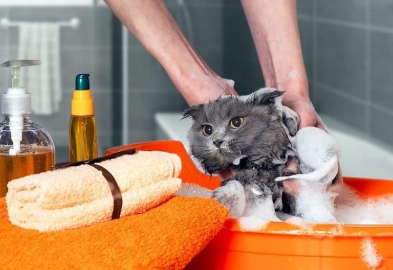 How to bath a Cat and Survive! (Without Getting Scratched) Siamese Of Day