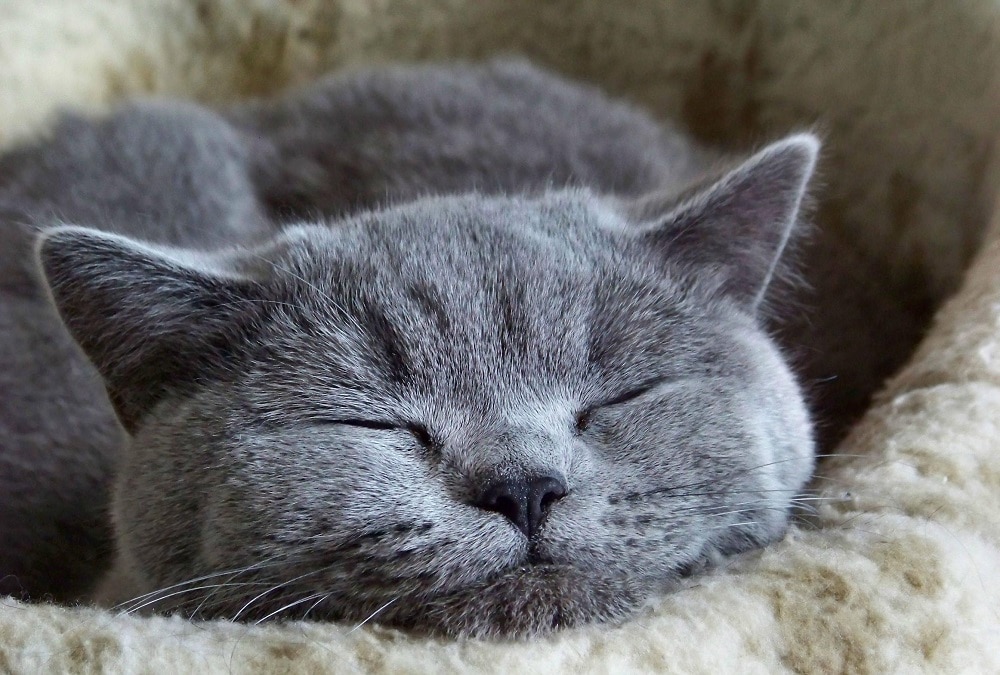 Personality Of Russian Blue Cat