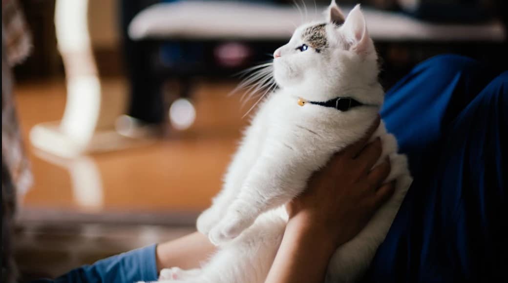 Personality traits of Munchkin Cat