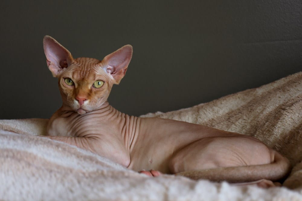 Personality traits of Siamese Sphynx cat