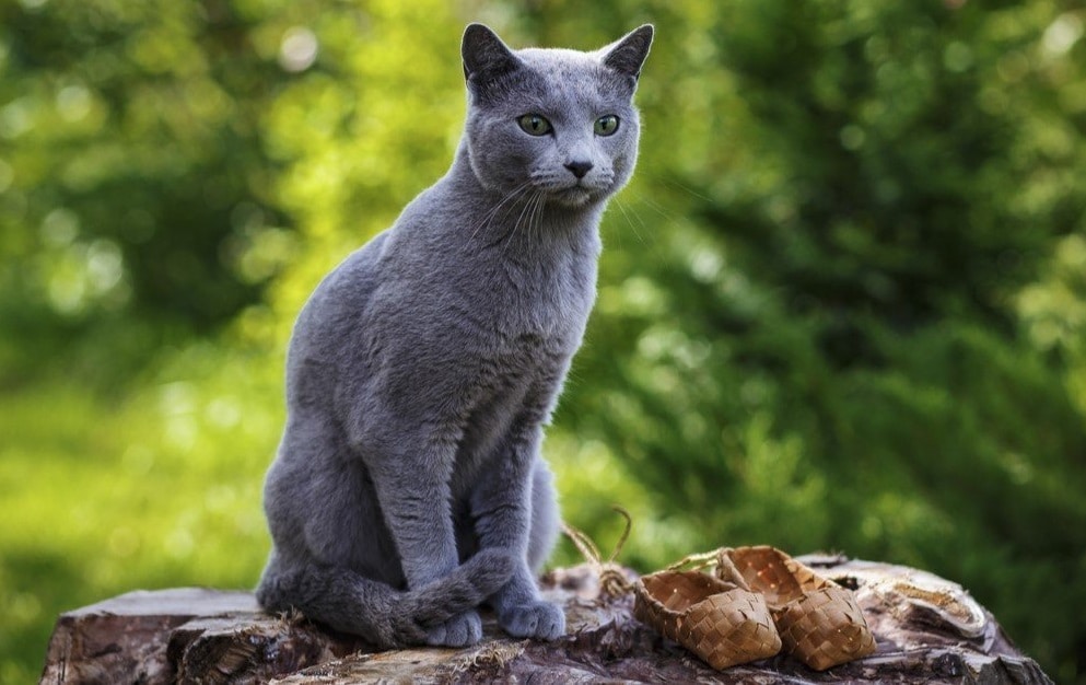 Physical Appearance of Russian Blue Cat