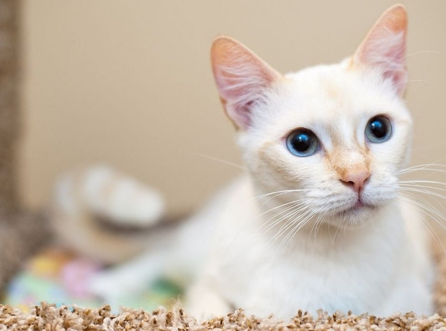 Red Point Siamese