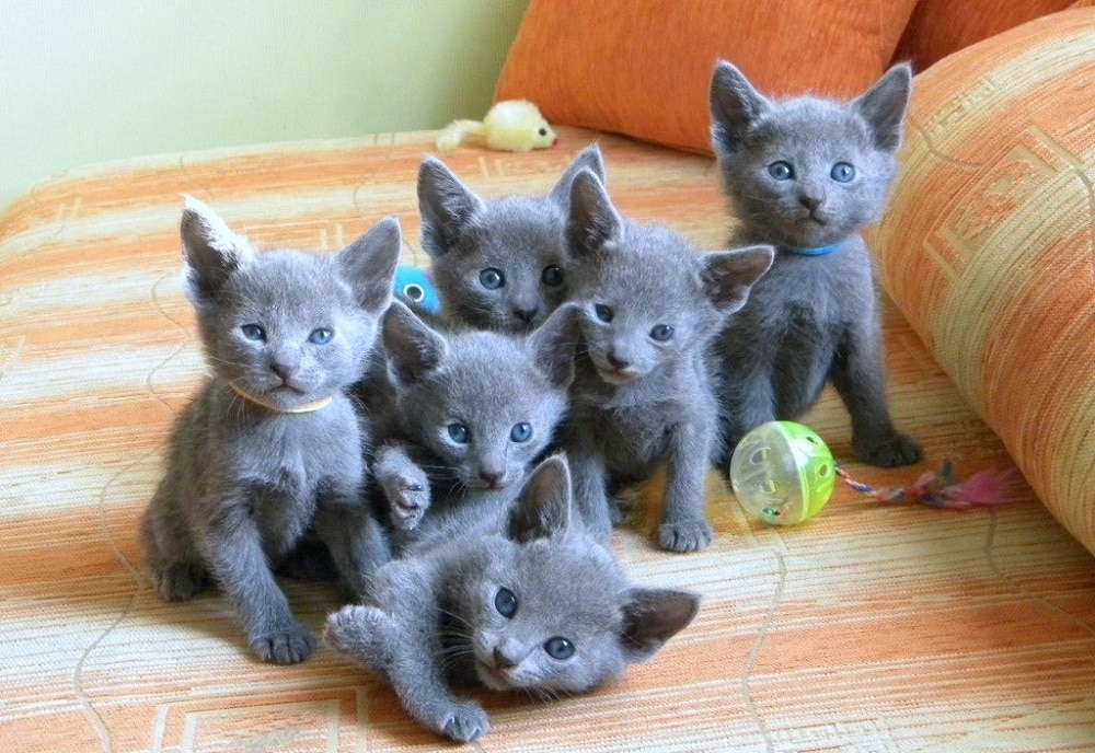 Russian Blue Cat Activeness