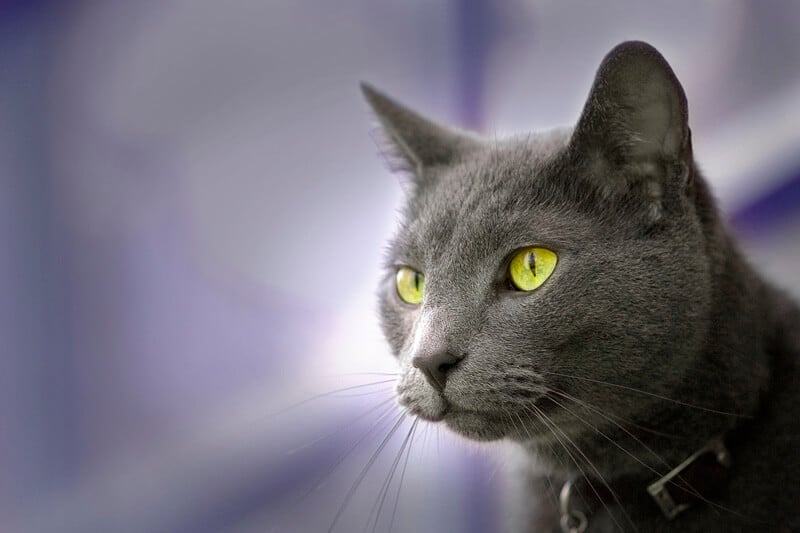 Russian Blue Cat Temperament